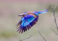 wild facts about the Lilac Breasted Roller, the national bird for Botswana and Kenya