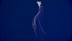 Bigfin squid is an unusual specie [YouTube]