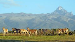 Wild animals leisurely graze at Meru National Park with Mt Kenya on the background. (meru)