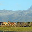 Wild animals leisurely graze at Meru National Park with Mt Kenya on the background. (meru)