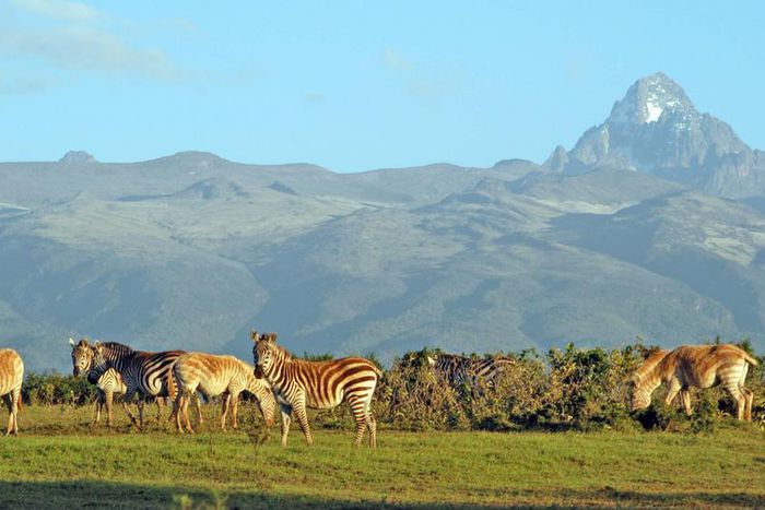 Wild animals leisurely graze at Meru National Park with Mt Kenya on the background. (meru)