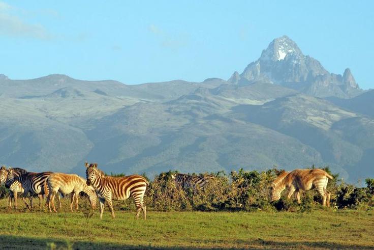 Wild animals leisurely graze at Meru National Park with Mt Kenya on the background. (meru)
