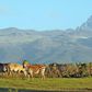 Wild animals leisurely graze at Meru National Park with Mt Kenya on the background. (meru)