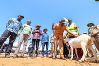President William Ruto in Baringo during the Annual Kimalel Goat Auction