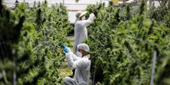 Employees tend to medical cannabis plants at Pharmocann, an Israeli medical cannabis company in northern Israel.