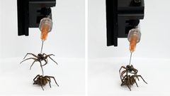 A dead spider was made into a robot [NPR]