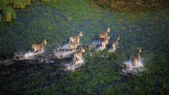 Zebras run across the Okavango Delta in Botswana