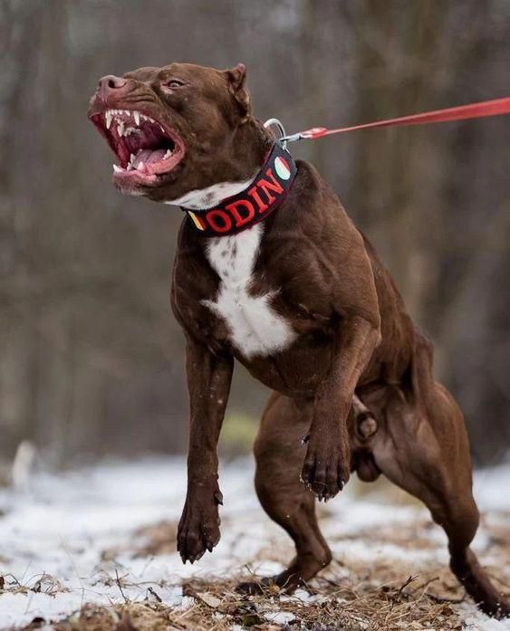 Pit bulls have the highest rate of fatal maulings of any other dog [Pinterest]