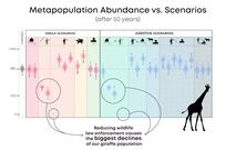 Abundance after 50 years measures relative extinction risk of a simulated giraffe metapopulation. The greatest risk of population declines and extinction for giraffes is caused by a reduction in wildlife law enforcement.