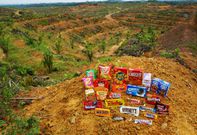 Buyer beware: Illegal deforestation to make room for palm oil plantations in Sumatra is destroying critical habitat for endangered orangutans. The oil is used in 50 percent of all consumer goods, from lipstick and packaged food to body lotion, biofuels, and snack foods. [Photo: Laurel Sutherlin]