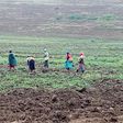 Women planting on a farm