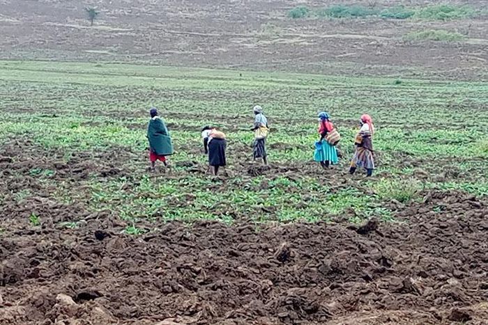 Women planting on a farm