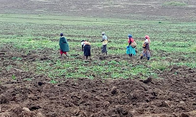 Women planting on a farm