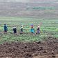Women planting on a farm