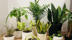 We ordered a bunch of houseplants —from snake plants to money trees — to determine the best places to buy indoor plants that will impress plant newbies to advanced collectors.Kenedee Fowler/Business Insider