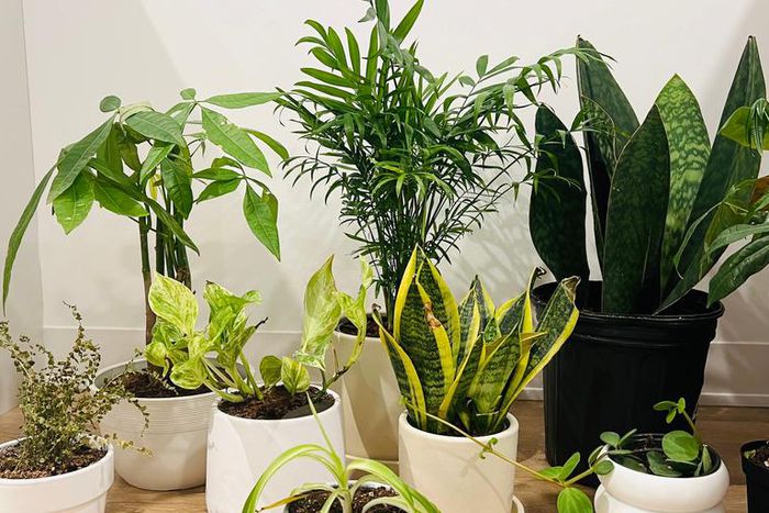 We ordered a bunch of houseplants —from snake plants to money trees — to determine the best places to buy indoor plants that will impress plant newbies to advanced collectors.Kenedee Fowler/Business Insider