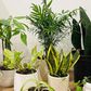 We ordered a bunch of houseplants —from snake plants to money trees — to determine the best places to buy indoor plants that will impress plant newbies to advanced collectors.Kenedee Fowler/Business Insider