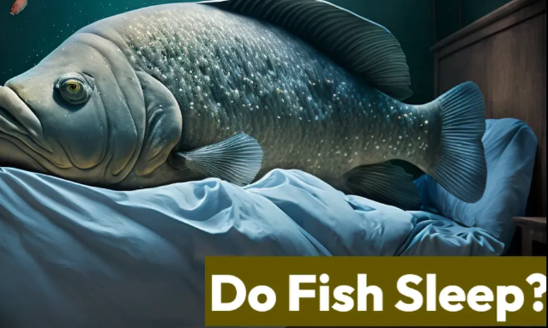 Fish do sleep, but the way they sleep differs from land-dwelling creatures [unitedfish]