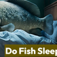 Fish do sleep, but the way they sleep differs from land-dwelling creatures [unitedfish]