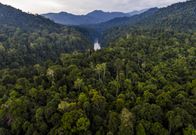 Forests of the Singkil-Bengkung region of the Leuser Ecosystem, August 2016. [Photo: Paul Hilton for RAN]