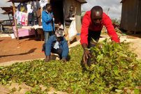 Farmers airing their muguka leaves ready for sale. (Standard)