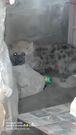 KWS officers capture hyena which strayed into a miraa kiosk in Nakuru