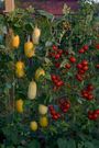 Vertical gardening maximizes space by growing vegetables vertically, making it suitable for small areas or those lacking adequate ground space