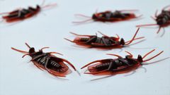 Dead cockroaches