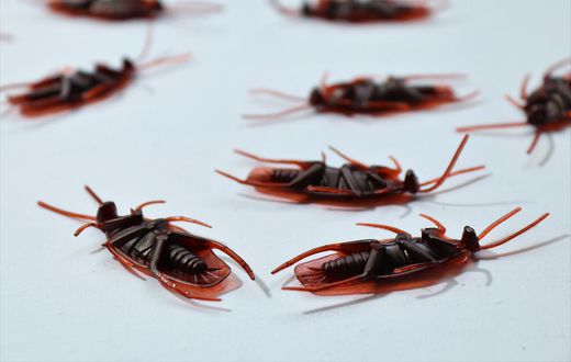 Dead cockroaches