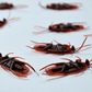 Dead cockroaches