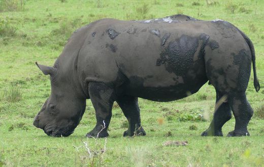 White Rhino, dehorned specimen