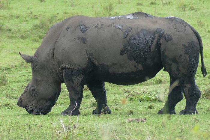 White Rhino, dehorned specimen