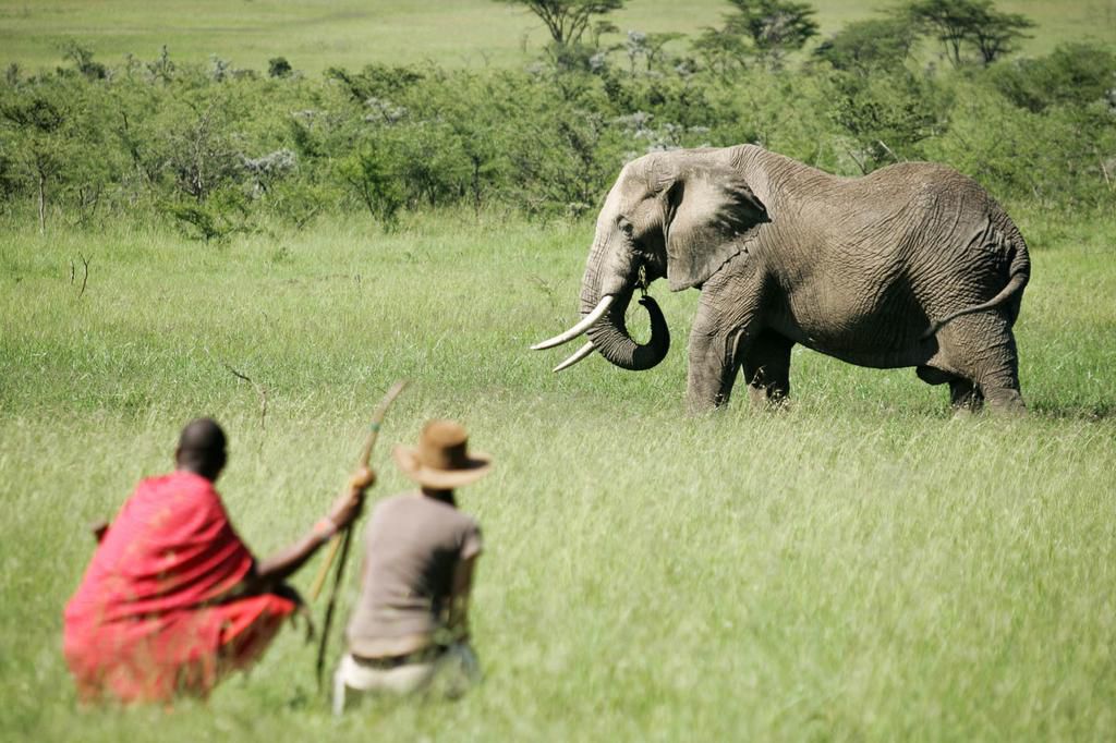 A tourist gazes at an African Elephant in Maasai Mara National Reserve. (Timbuktu Travel)