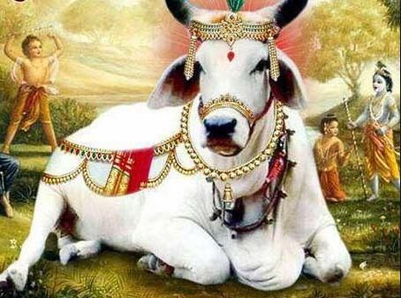 Cows are considered sacred in India [Pinterest]