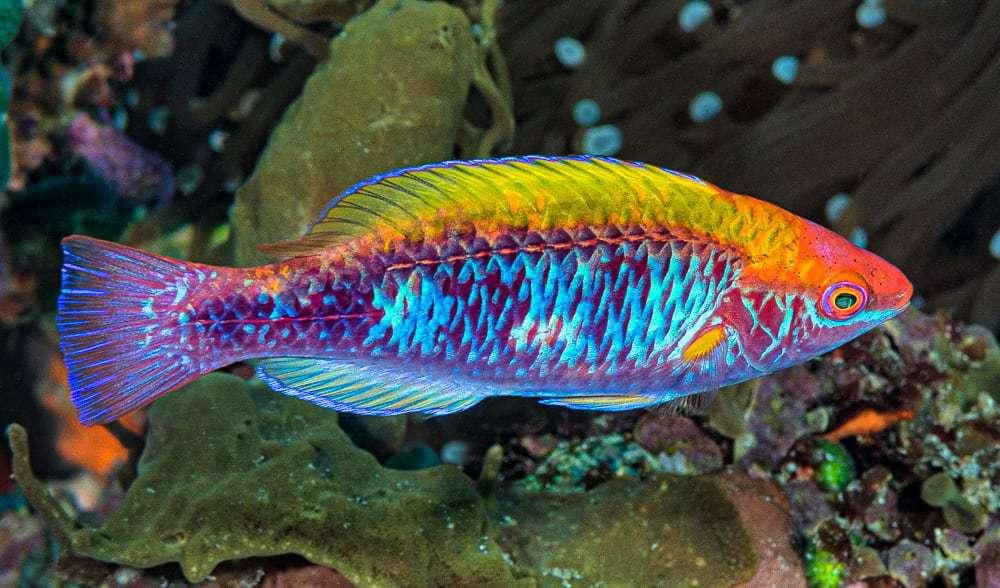 Cirrhilabrus finifenmaa, the rainbow fish [FreeTheOcean]