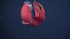 Strawberry squid [MBARI]