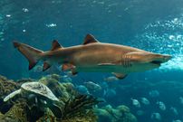 A Sand Tiger Shark ( Creator - mathew Paulson)