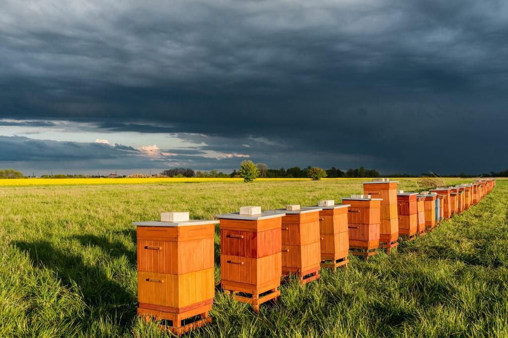 A photo of a farm with beehives