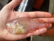 Rare transparent blotched snailfish camouflage found in Alaska [MashableIndia]