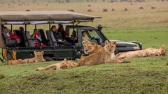 Masai Mara Safari