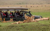 Masai Mara Safari