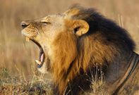A lions yawns at Nairobi's National Park March 11, 2013. The park is located just 7 km (4 miles) from the Kenya's capital city center. REUTERS/Marko Djurica