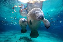 Florida manatee