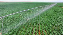Crops at Galana Kukaku Food Security Project