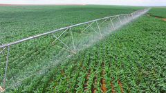 Crops at Galana Kukaku Food Security Project
