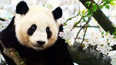 Panda's blood is medicine, their poop is fetilised to make tea, and they're adorable [Pinterest]