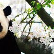 Panda's blood is medicine, their poop is fetilised to make tea, and they're adorable [Pinterest]