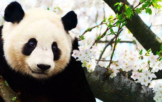Panda's blood is medicine, their poop is fetilised to make tea, and they're adorable [Pinterest]