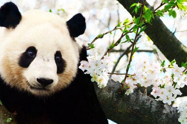 Panda's blood is medicine, their poop is fetilised to make tea, and they're adorable [Pinterest]