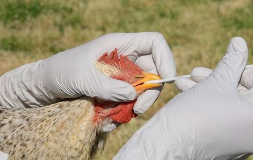 How the bird flu is affecting the South African food market